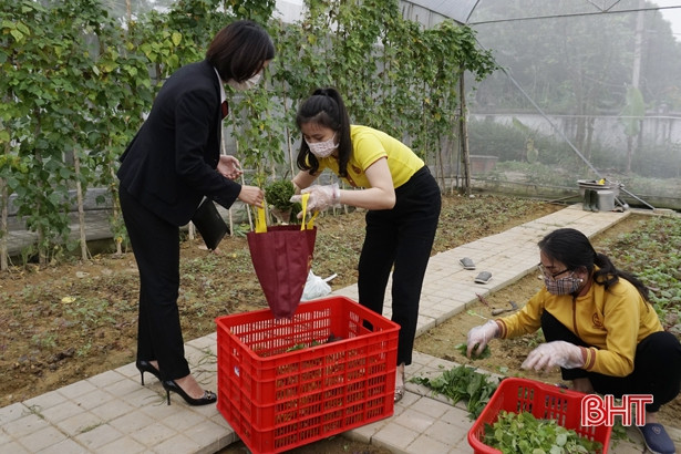 Giáo viên mầm non Hà Tĩnh trồng rau sạch biếu phụ huynh