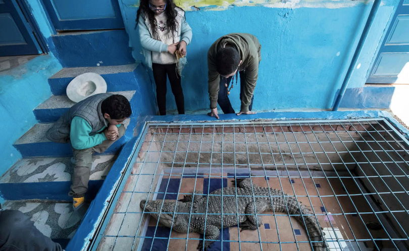 Nơi người dân thuần hóa cá sấu thành thú cưng