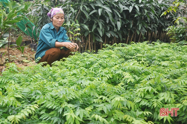 “Thời cơ vàng” để người dân Hà Tĩnh trồng 7.500 ha rừng