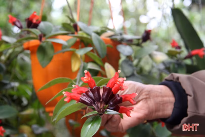 Ngắm vườn mẫu của những cụ ông Hà Tĩnh ở tuổi “xưa nay hiếm”