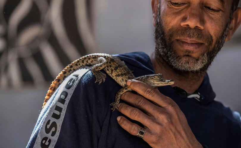 Nơi người dân thuần hóa cá sấu thành thú cưng