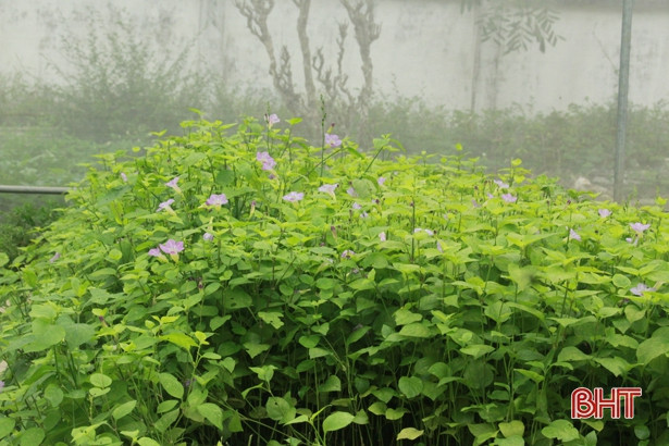 Giáo viên mầm non Hà Tĩnh trồng rau sạch biếu phụ huynh