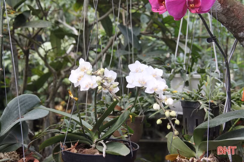 Ngắm vườn mẫu của những cụ ông Hà Tĩnh ở tuổi “xưa nay hiếm”