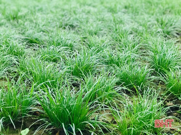 Giáo viên mầm non Hà Tĩnh trồng rau sạch biếu phụ huynh