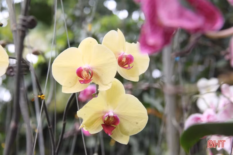 Ngắm vườn mẫu của những cụ ông Hà Tĩnh ở tuổi “xưa nay hiếm”