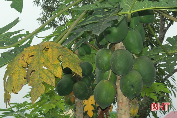 Giáo viên mầm non Hà Tĩnh trồng rau sạch biếu phụ huynh