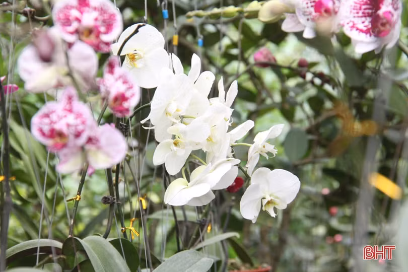 Ngắm vườn mẫu của những cụ ông Hà Tĩnh ở tuổi “xưa nay hiếm”