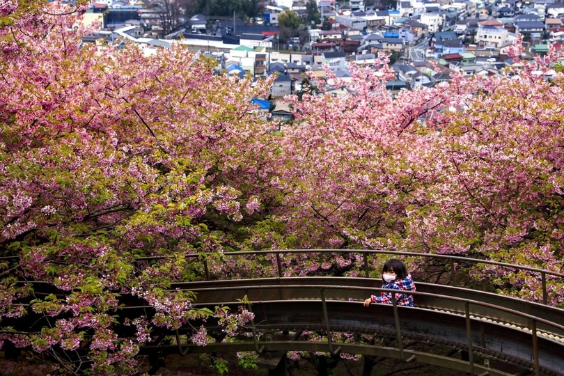 Hoa anh đào bung nở khắp nơi trên thế giới