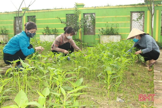 Giáo viên mầm non Hà Tĩnh trồng rau sạch biếu phụ huynh