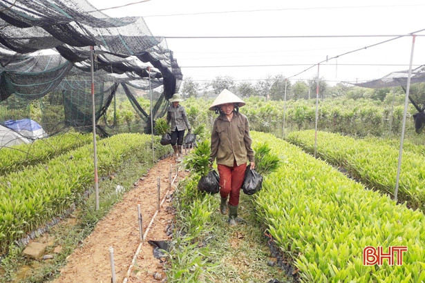 “Thời cơ vàng” để người dân Hà Tĩnh trồng 7.500 ha rừng