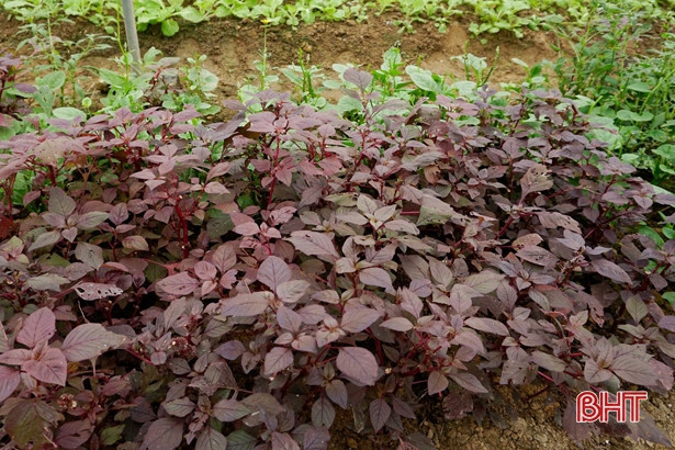 Giáo viên mầm non Hà Tĩnh trồng rau sạch biếu phụ huynh