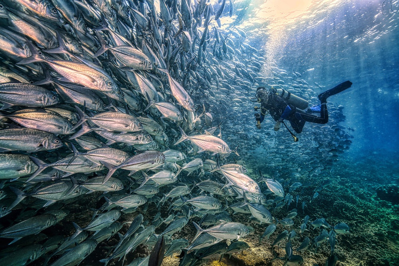 Ảnh phơi trà Việt Nam được vinh danh ở giải thưởng nhiếp ảnh quốc tế