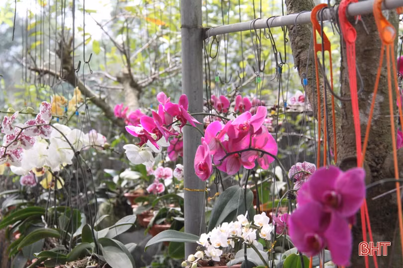 Ngắm vườn mẫu của những cụ ông Hà Tĩnh ở tuổi “xưa nay hiếm”