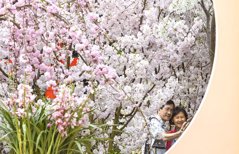 Hoa anh đào bung nở khắp nơi trên thế giới
