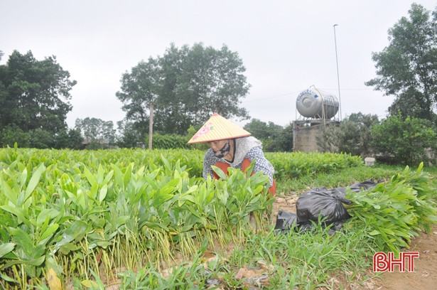 “Thời cơ vàng” để người dân Hà Tĩnh trồng 7.500 ha rừng