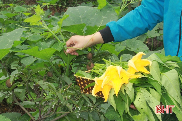 Giáo viên mầm non Hà Tĩnh trồng rau sạch biếu phụ huynh