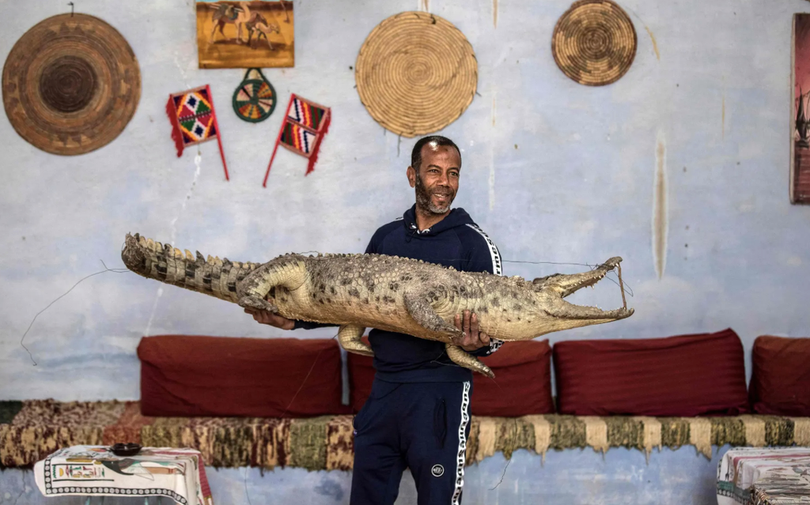 Nơi người dân thuần hóa cá sấu thành thú cưng