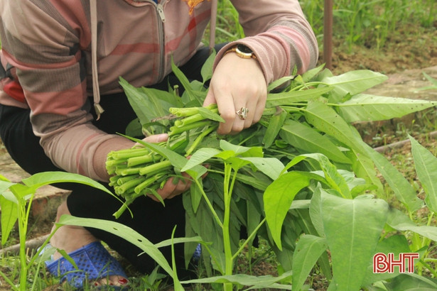 Giáo viên mầm non Hà Tĩnh trồng rau sạch biếu phụ huynh