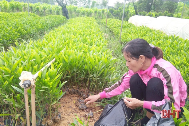 “Thời cơ vàng” để người dân Hà Tĩnh trồng 7.500 ha rừng