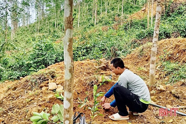 “Thời cơ vàng” để người dân Hà Tĩnh trồng 7.500 ha rừng