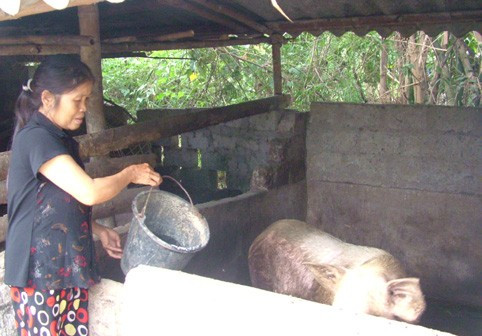 Gia đình bà Nguyễn Thị Tam ở xóm Dư Nại (xã Xuân Lộc) phải chịu hậu quả nặng nề khi có đến 7 con lợn nhà bị tiêu hủy do lây dịch tai xanh từ lợn của dự án HCCD