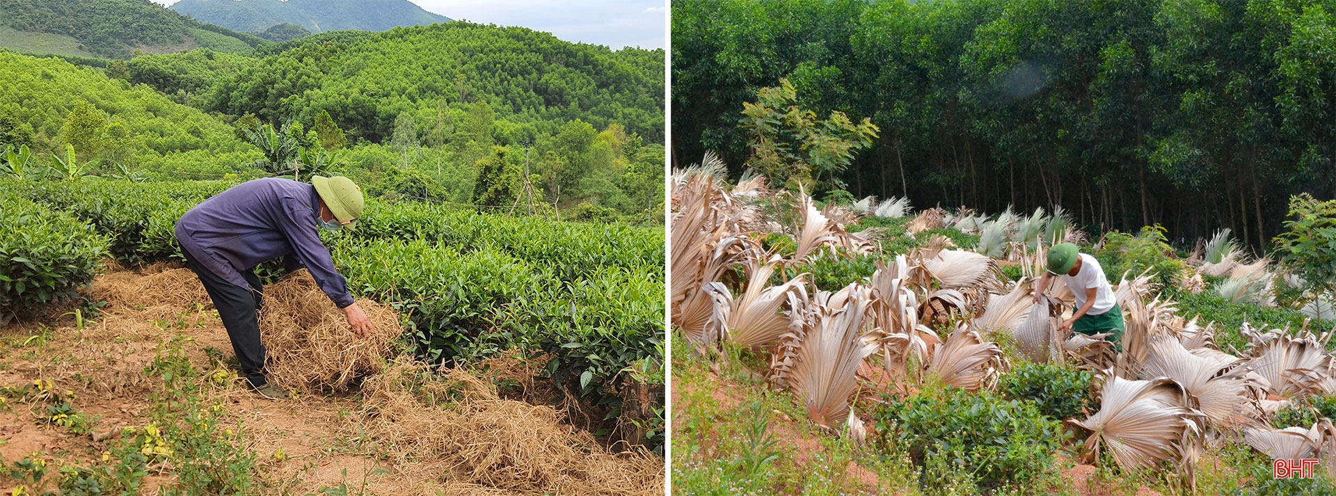 Phát triển xứng tầm cây chè nguyên liệu trên vùng thượng Kỳ Anh (bài 2): Cần chiến lược đầu tư bài bản