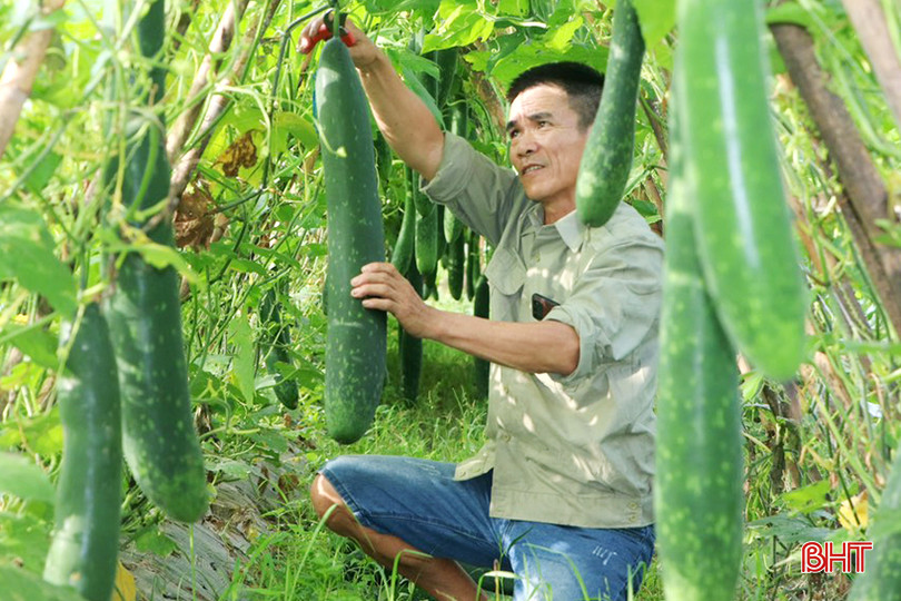 Vườn bí xanh được trồng theo quy trình hữu cơ của ông Đoàn Quốc Hoài (thôn 1, xã Quang Thọ) cho năng suất cao, chất lượng quả tốt. 128.jpg