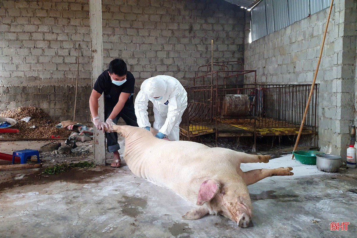 bqbht_br_dich-benh-cay-trong-vat-nuoi-2880.jpg