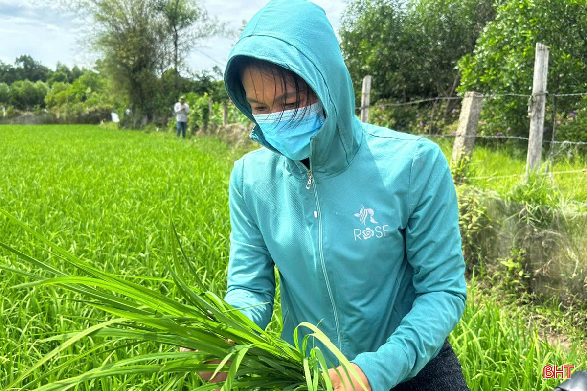 UBND tỉnh chỉ đạo các đơn vị, địa phương chủ động phòng, trừ sâu bệnh, dịch bệnh đối với diện tích lúa hè thu. bqbht_br_dich-benh-cay-trong-vat-nuoi-2-9023.jpg