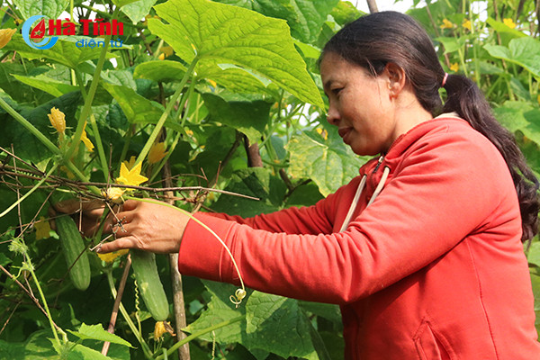 muot mat nhung vuon mau thu nhap cao o ky anh