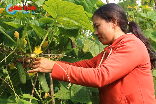 muot mat nhung vuon mau thu nhap cao o ky anh