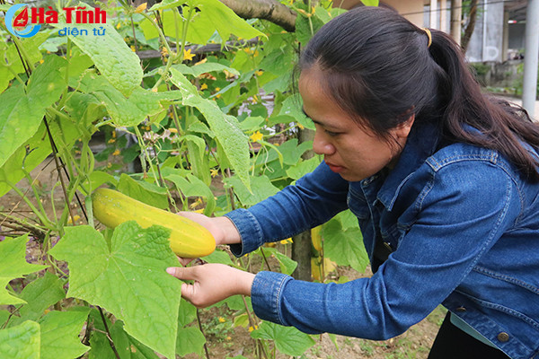 muot mat nhung vuon mau thu nhap cao o ky anh