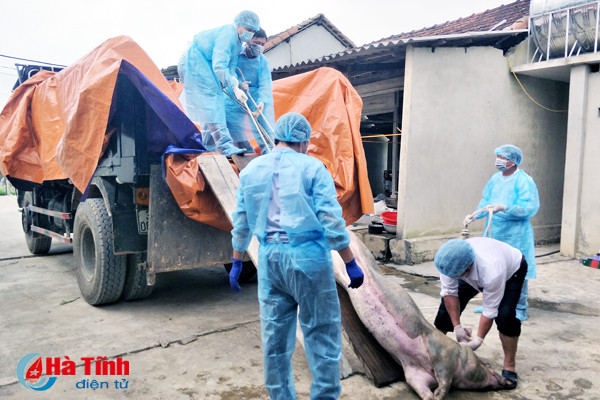 huong khe tieu huy 13 con lon bi lo mom long mong