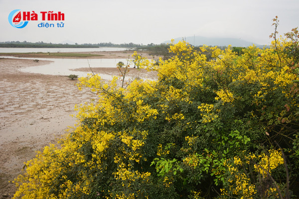 dep me hon hoa gieng gieng ruc vang trien de ha tinh