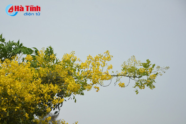 dep me hon hoa gieng gieng ruc vang trien de ha tinh