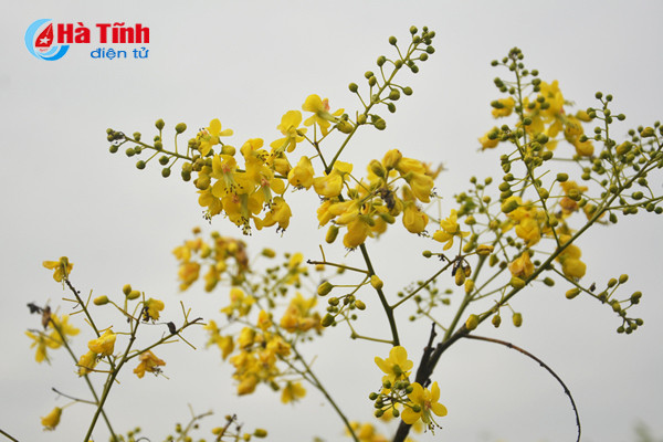 dep me hon hoa gieng gieng ruc vang trien de ha tinh