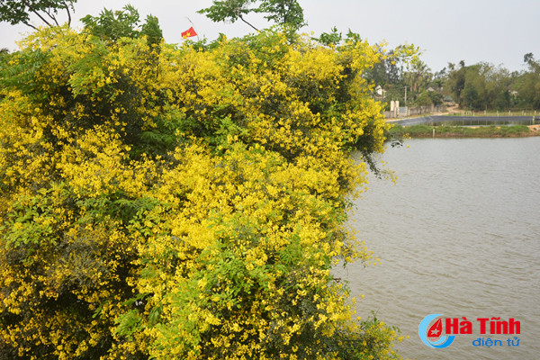 dep me hon hoa gieng gieng ruc vang trien de ha tinh