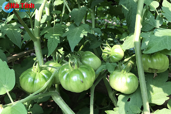 muot mat nhung vuon mau thu nhap cao o ky anh