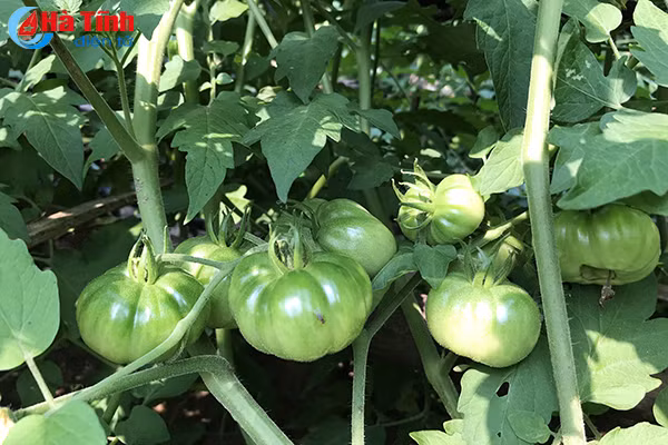 muot mat nhung vuon mau thu nhap cao o ky anh