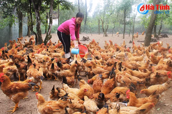 dan ong danh ca dan ba nuoi ga o lang bien cam hoa