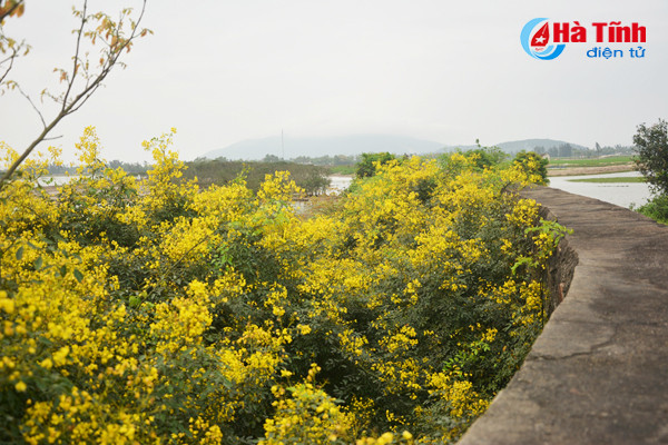 dep me hon hoa gieng gieng ruc vang trien de ha tinh