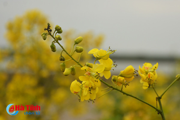 dep me hon hoa gieng gieng ruc vang trien de ha tinh