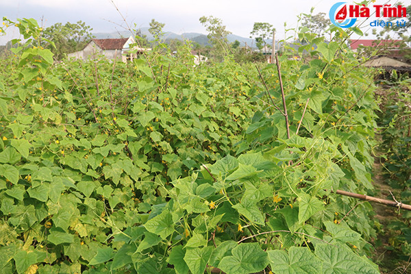 muot mat nhung vuon mau thu nhap cao o ky anh