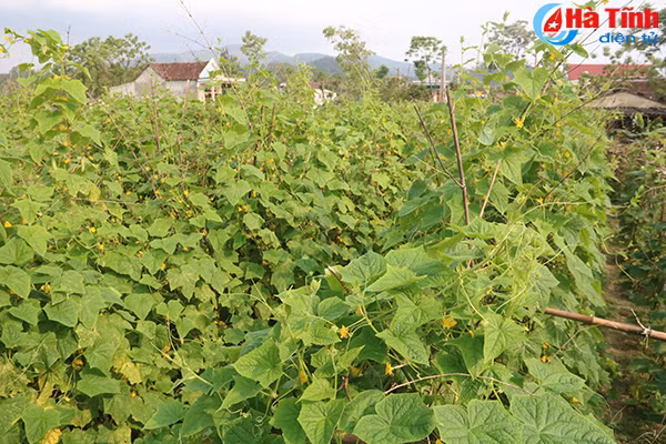 muot mat nhung vuon mau thu nhap cao o ky anh