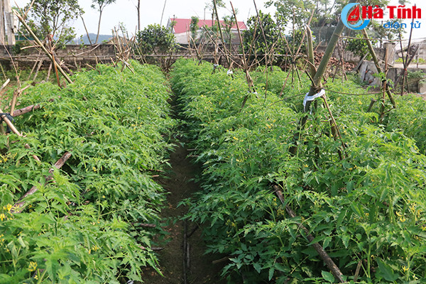 muot mat nhung vuon mau thu nhap cao o ky anh