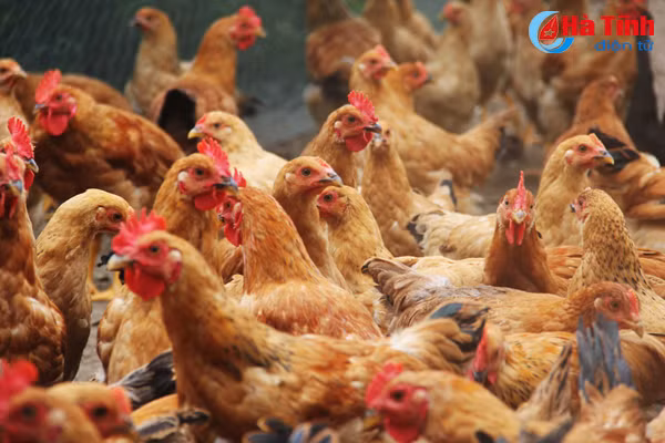 dan ong danh ca dan ba nuoi ga o lang bien cam hoa