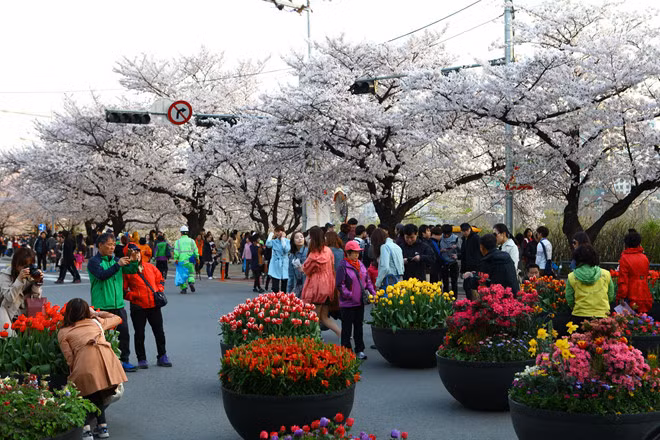 han quoc dep nao long khi buoc vao mua hoa