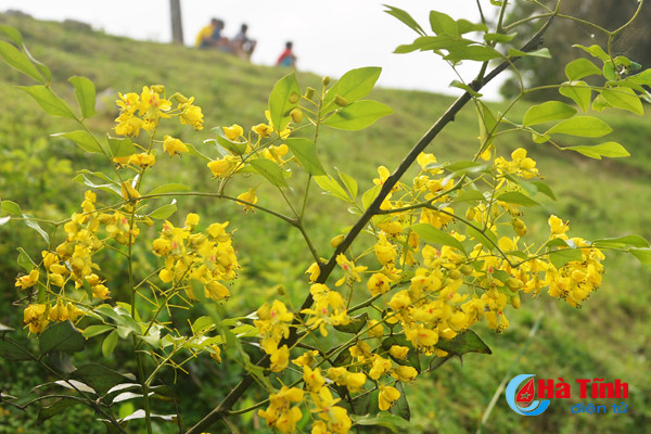 dep me hon hoa gieng gieng ruc vang trien de ha tinh