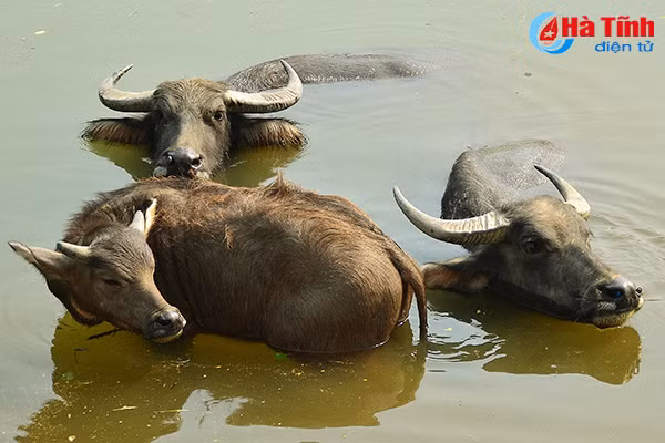 menh mang nhung ben song