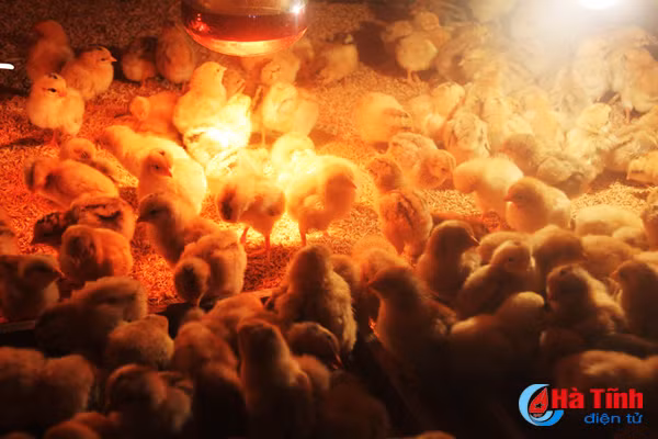 dan ong danh ca dan ba nuoi ga o lang bien cam hoa